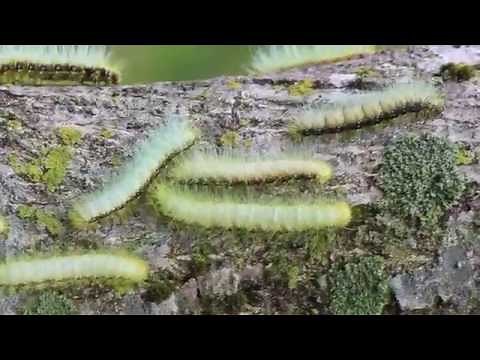 クスサンの幼虫が大量発生 Caligula japonica caterpillar