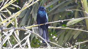 A close up video of Drongo bird on a tree branch in the forests of India. The drongos are a family, Dicruridae, of passerine birds of the Old World tropics.