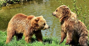 Tout ce qu'il faut savoir sur les ours