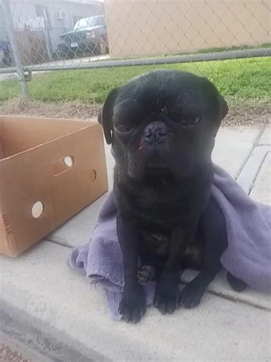 🚨🚨🚨 TRANSPORT SECURED!! 🚨🚨 DONATIONS NEEDED! This pug boy was laying on a sidewalk CHOKING TO DEATH! 😭😭 Plastic STRING TIED AROUND HIS NECK 3 TIMES!! 😭😭 Bleeding out of his nose! Bloodied eyes bulging out!! Barely breathing! 💔 A young man named Erick found him & cut the string off!!!! 🚨 THIS PUG IS IN CRITICAL CONDITION & being rushed to a 24 hour ER Hospital in Bakersfield on Harris Road! I offered $150 for emergency transport! 🙏 PLEASE DONATE IF YOU CAN TO SAVE HIS LIFE! ❤️‍🩹 VENM