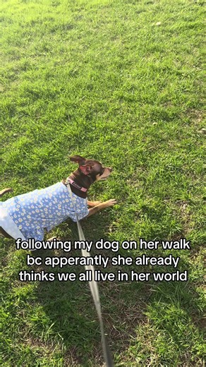 Following My Dog's Lead