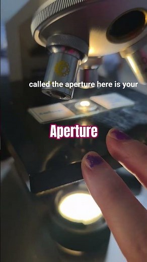 pathway light travels for a compound light microscope biology homeschool lab #biology #homeschool