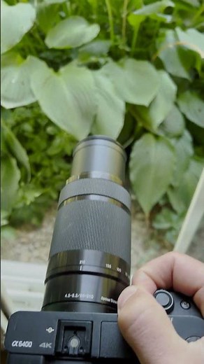 Backyard Birding with a Budget Sony a6400 Wildlife Setup