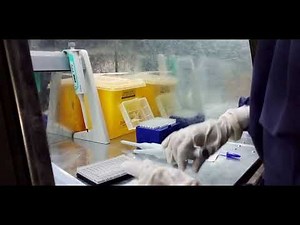 Master mix preparation and Sample Loading