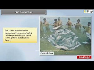 Fish Production | Improvement in Food Resources | Science | Class 9th | iPrep