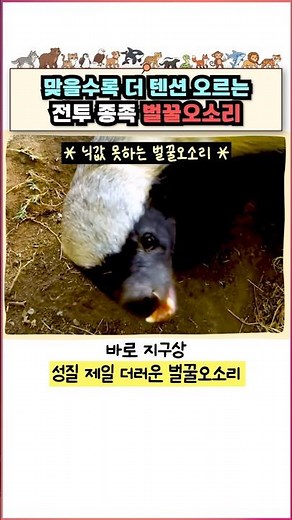 체급 10배 사자 패버린 독종 오소리 #다큐 #사자 #벌꿀오소리