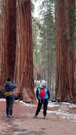 The Parker Group | Easy Walk Among Giant Sequoias in Sequoia National Park