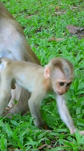 8.9K views · 325 reactions | Little baby Lynx is so cute 李 | Love Monkey | Facebook