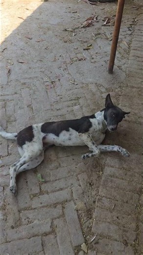 My cute doggy don scratching her back #pet #cuteanimal #funny #funnyvideo #trendingshorts #animal