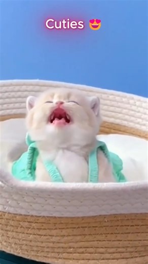 Cuties Alert 🥰🐱 | Too Cute to Handle #shorts