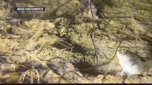 In the mystery of Florida’s bizarre spinning fish, a leading suspect has emerged