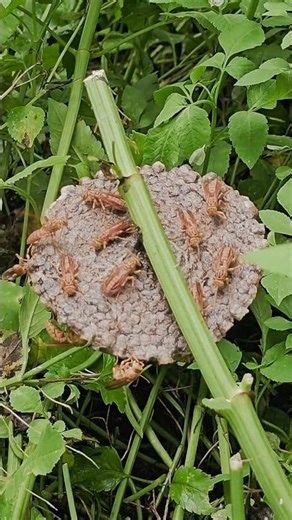 video about yellow bees🪰🦟🐝