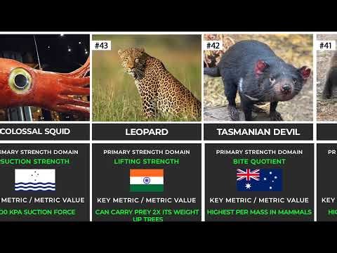 Top 50 Strongest Animals in the World (Ranked by Strength)