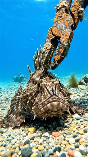 #oceanlife #aquaticlife #fishkeeping #fishcapture #naturelover #exoticfish #fishinglife #fishing