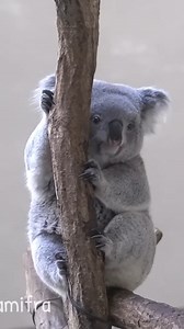 129K views · 7.1K reactions | Adorable koala with short legs skillfully climbing a tree!  ️: @minamifra #koala #australia #aussielife #travel #nature #animals | Aussie Life | Facebook