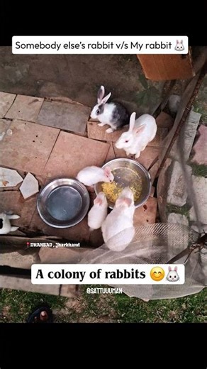 Somebody else’s rabbit v/s my rabbit 🐇 #shorts #ytshorts #rabbits #cute #rabbitcolony