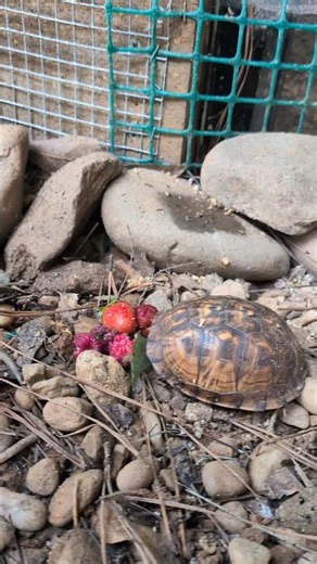 2026.07.19 - Wildlife | Box Turtle 🐢