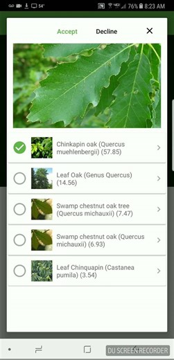 Here, PlantSnap.net identifies Chinkapin Oak or Quercus muehlenbergii. According to GrowNative.org, the Chinkapin Oak is "an attractive oak with toothed leaves like those of a Chestnut tree." | PlantSnap | Facebook