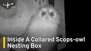 Collared Scops-Owls are common in forested areas in Taiwan. The small owls usually nest in the natural tree hollows. But more and more eco-friendly farmers are building nesting boxes to attract them to their fields. In collaboration with 屏科大鳥類生態研究室 NPUST Bird Ecology Lab and 遠雄人壽Hold生活 | TaiwanPlus News
