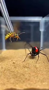 A fascinating close-up showing a wasp encountering a black widow spider in a controlled environment. Moments like this highlight the complexity of insect and arachnid behavior and the balance found in nature’s ecosystems. 🕷️🐝 Captured for educational and observational purposes.#NaturePhotography #WildlifeObservation #InsectsOfFacebook #SpiderLife #Wasp #BlackWidowSpider #NatureEducation #MacroPhotography #WildlifeCloseUp #Ecosystem | Insect Insider