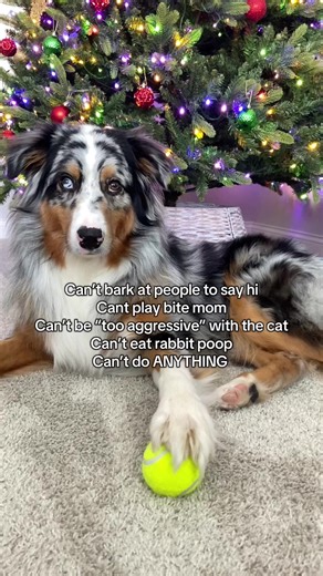 A Day in the Life of an Australian Shepherd