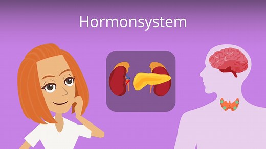 Hormonsystem — häufigste Fragen