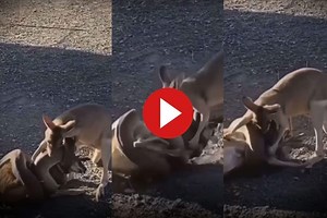Viral Video: Python Tries to Kill Kangaroo, But His Friend Jumps In To Fight Snake. Watch What Happens Next