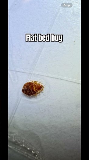 5 Bed Bug Signs that Show You Have a Problem