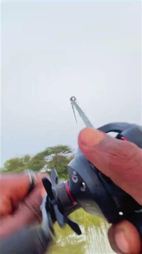 💢😱 வியட்நாம் விரால் மீன் வேட்டை | கடல் viyatnaam sneakhead fish catching ✅ #shorts #shortsfeed