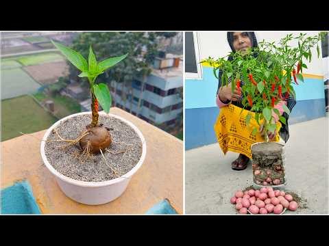 Grow potato & chili on the same plant | Amazing gardening trick