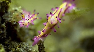Deux limaces de mer colorées, identifiées : vidéo de stock (100 % libre de droit) 4003493123 | Shutterstock
