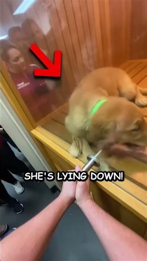 Karen Trapped Puppy in Gym Locker Room Sauna 🤬💔