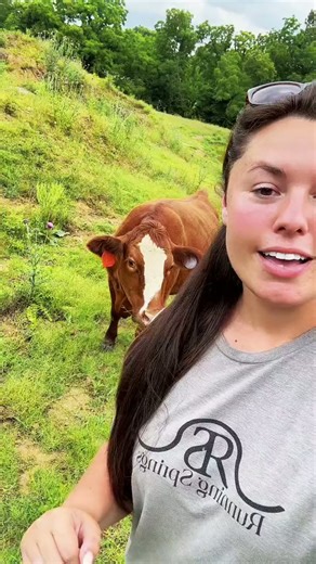 Meet my pregnant cows before calving season begins