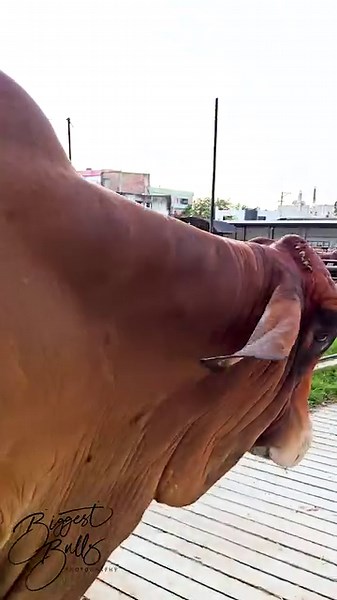 American Brahman bull roaming around the farm | Biggest Bulls Photography