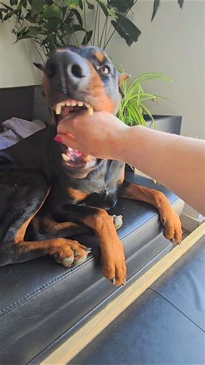 Master of composure Doberman Achilles II