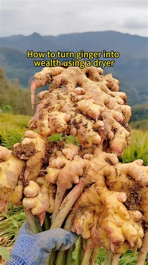 #gingers #dryermachine Processing 8 tons of ginger per day #foodprocessing #fyp #fouryou
