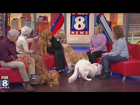 Golden Retriever Rescue in desperate need for foster families
