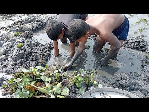Two Village Boys Hand Fishing in Mud | Best Mud Fishing