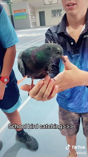 Bird catcher @ethangilmour78 @@Jile_Dingwall