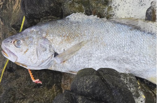 Over 200 species dead in South Australia fish kill - Fishing World Australia