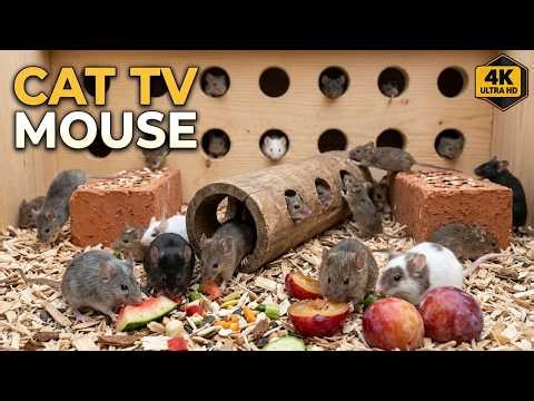 Cat TV 😺 Real Mouse Maze Adventure for Cats 🐁 | 4 HOURS 4K