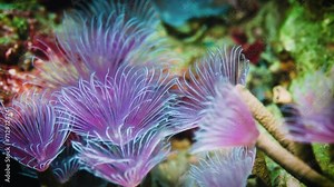 Underwater, a large group of bright pink tubeworms slowly open their pink tentacles to filter plankton in the water and sway with the waves.