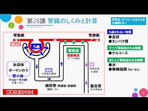 [High School Course: Basic Biology] Lecture 28: "Kidney Function and Calculations"