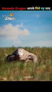 Comodo Dragon 🐲 | What's Fact