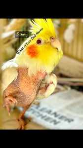 The Parrot Posse has saved the day… again! We reached out when we realized that with our growing flock, many of our featherless parrots were without extra warmth with the Texas cold snap closing in. Just like that, FIVE Sweeter Heaters were delivered right on time! Not only do these heaters give our birds the perfect amount of warmth, they last for years! We have some that are 15 years old and still working perfectly. We are very grateful to the Posse for their dedication to parrots everywhere. 