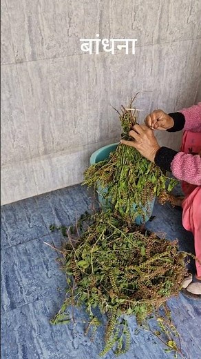 #Tulsi Care: Harvesting & Long-Term Storage TipsTulsiplants # Best Way for Year round Use#shortd