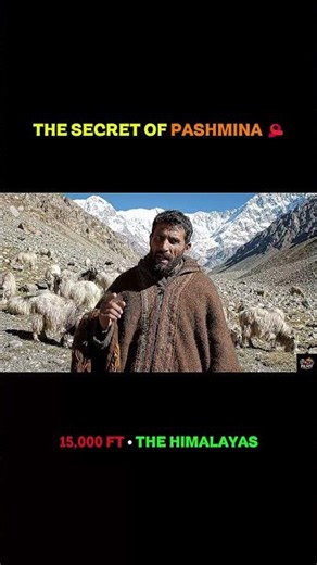 How Pashmina is REALLY made 🐐✨