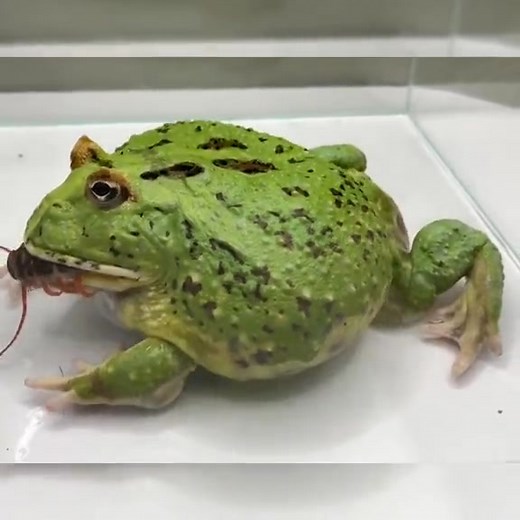 . . #frog #frogs #cutefrog #lovelyfrog #funnyfrog #colorfulfrog #color #animals #pet #funnypet #cutepet #cuteanimals #fblifestyle #reelsfypシ #reelsfbシ | Darkcloud2589