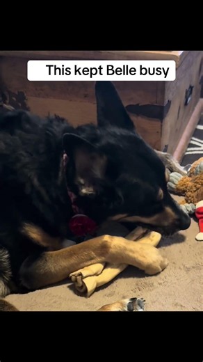 Can This Tough Chewer Finish a Peanut Butter Collagen Chew?