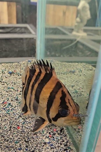 Beautiful African Tiger Scatophagus | Striped Tropical Fish